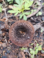 Fungi