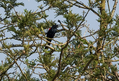 Campephaga phoenicea