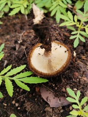Fungi