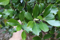 Tristaniopsis collina