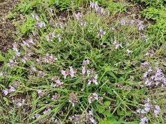 Ocimum obovatum
