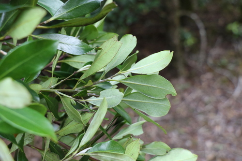 Image of Hill Kanuka (Tristaniopsis collina) by (c) Greg Tasney, some rights reserved (CC BY-SA)