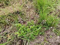 Orthosiphon suffrutescens