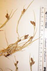 Carex bicolor