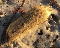 Posidonia australis