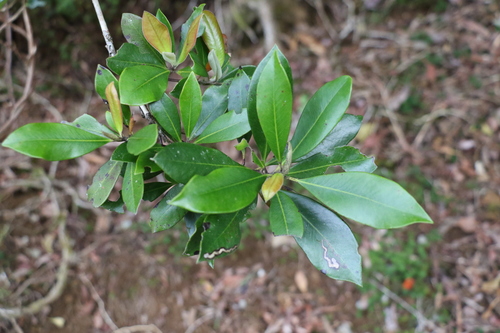 Image of Hill Kanuka (Tristaniopsis collina) by (c) Greg Tasney, some rights reserved (CC BY-SA)