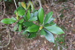 Tristaniopsis collina