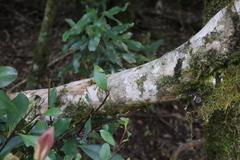 Tristaniopsis collina