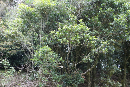 Image of Hill Kanuka (Tristaniopsis collina) by (c) Greg Tasney, some rights reserved (CC BY-SA)