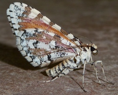 Stamnodes tessellata