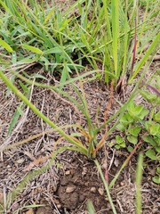 Trachyandra asperata
