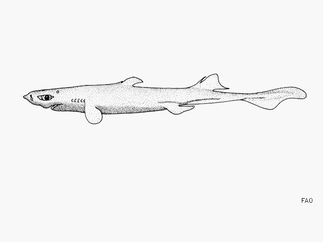 Combtooth Lantern Shark