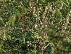 Cisticola woosnami