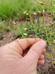 Trachyandra asperata