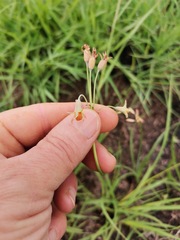 Tulbaghia acutiloba