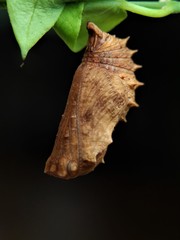 Hypolimnas misippus