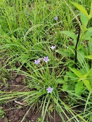 Wahlenbergia krebsii