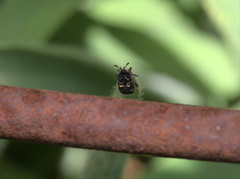Chlamydopsis