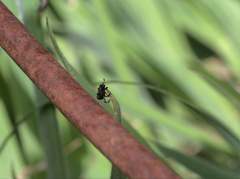 Chlamydopsis