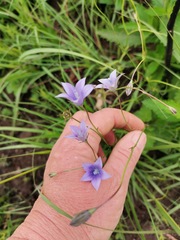 Wahlenbergia krebsii