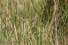 Cisticola robustus