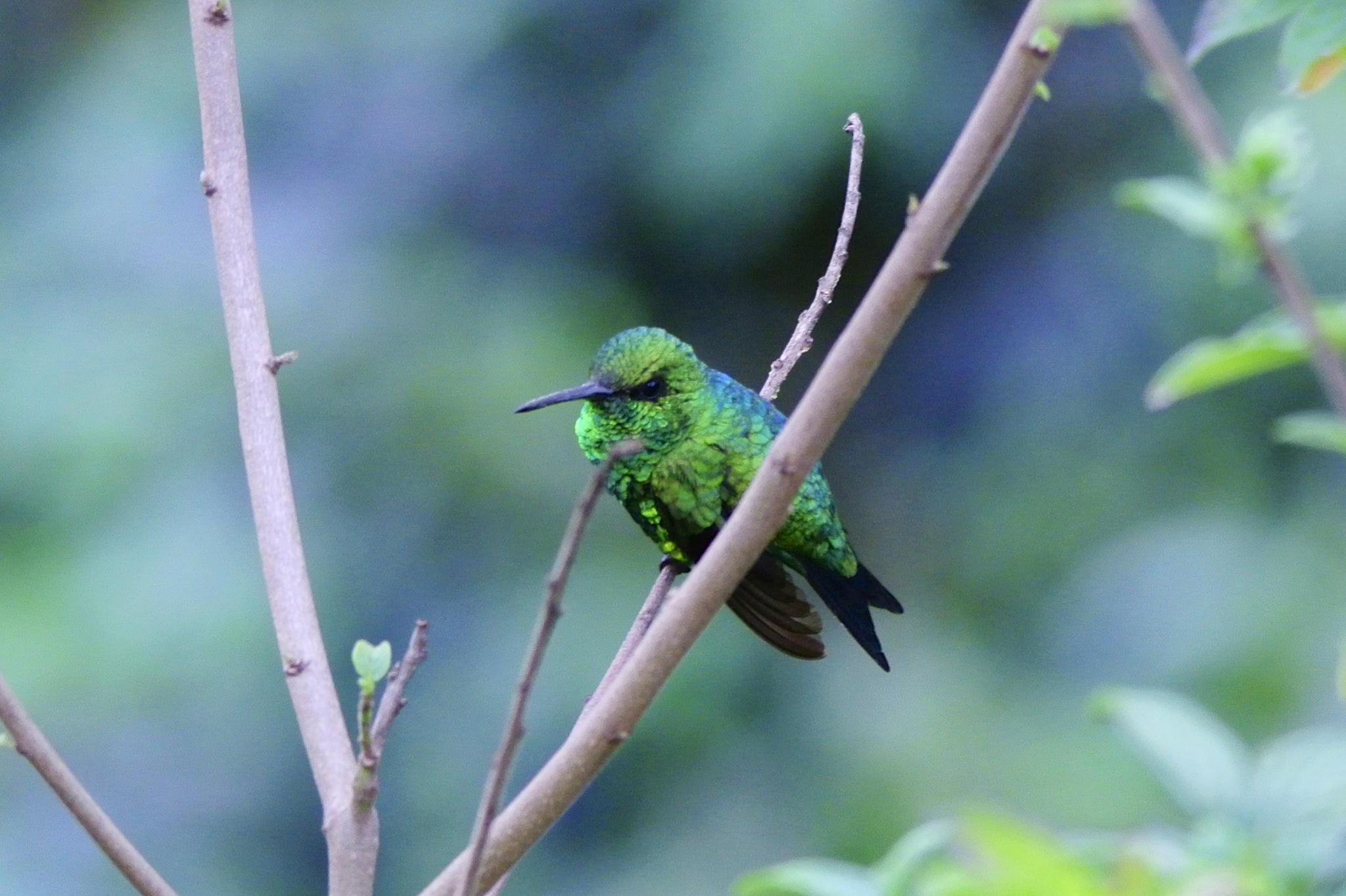 Red-billed Emerald (Chlorostilbon gibsoni), photo 5