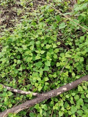 Zehneria scabra