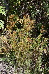 Juncus papillosus