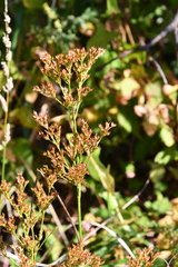 Juncus papillosus
