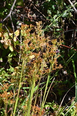 Juncus papillosus