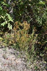 Juncus papillosus