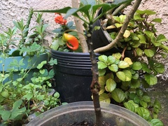 Impatiens niamniamensis