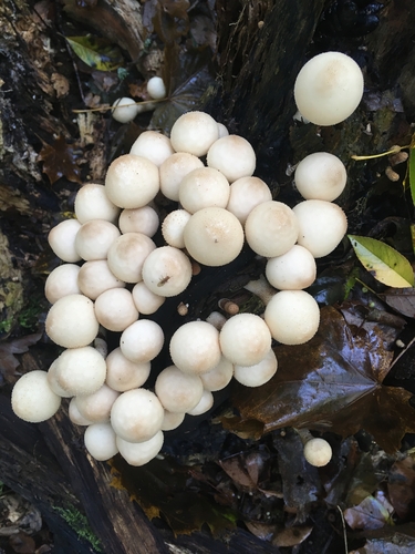 Pear-shaped Puffball (Apioperdon pyriforme)