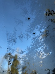 Sphaerobolus stellatus