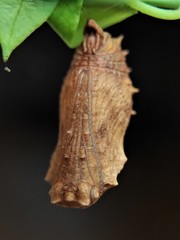 Hypolimnas misippus