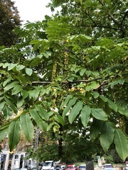 Pterocarya