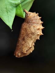 Hypolimnas misippus