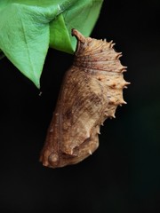 Hypolimnas misippus