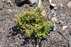 Sagina japonica