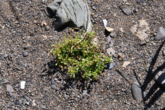 Sagina japonica