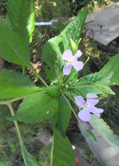 Impatiens hochstetteri