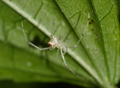 Thwaitesia margaritifera