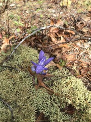 Iris verna smalliana