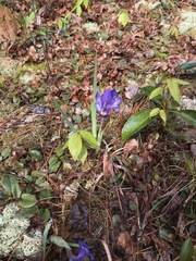 Iris verna smalliana