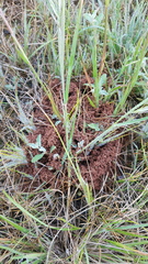 Anochetus