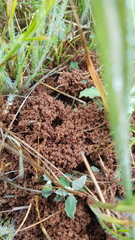 Anochetus