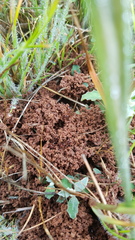 Anochetus