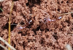 Anochetus