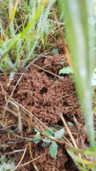 Anochetus