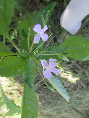 Impatiens hochstetteri